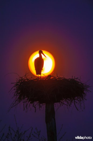 Ooievaars op nest bij maanlicht