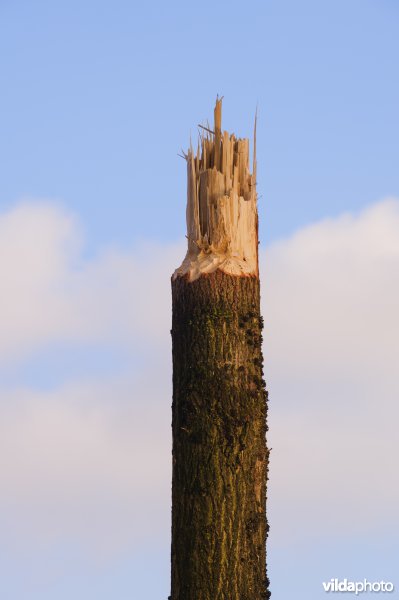 Beversporen op drie meter hoogte in een wilg na hoogwater in de Geldersche Poort