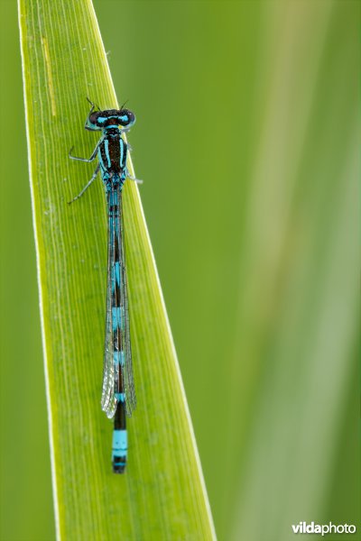 Vogelwaterjuffer