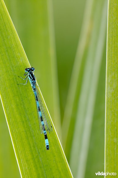 Vogelwaterjuffer