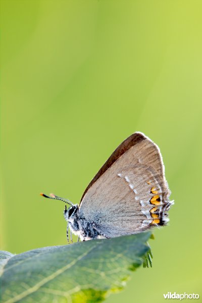 Kleine sleedoornpage