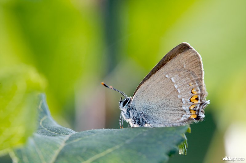 Kleine sleedoornpage
