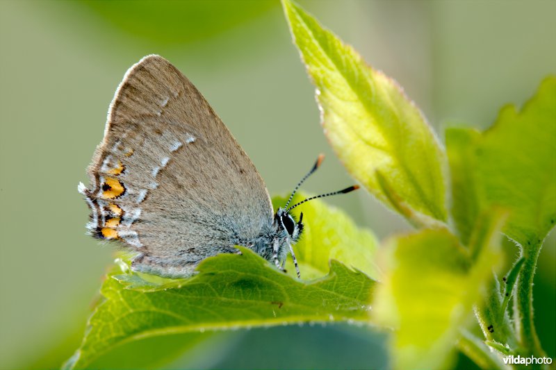 Kleine sleedoornpage