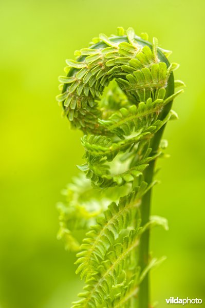 Ontluikend blad van Mannetjesvaren