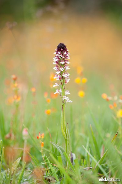 Aangebrande orchis