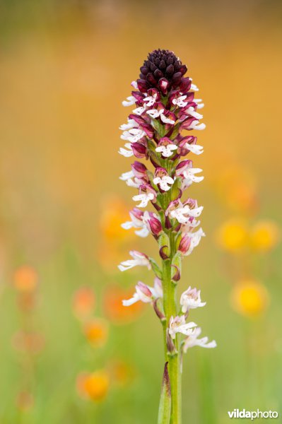 Aangebrande orchis