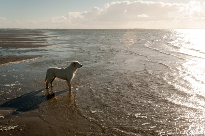 'Zeehond'