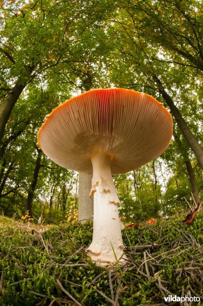 Vliegenzwam in beukenbos