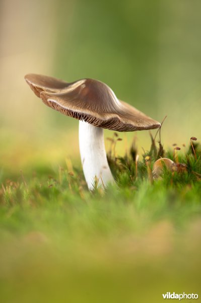 Rimpelige gordijnzwam