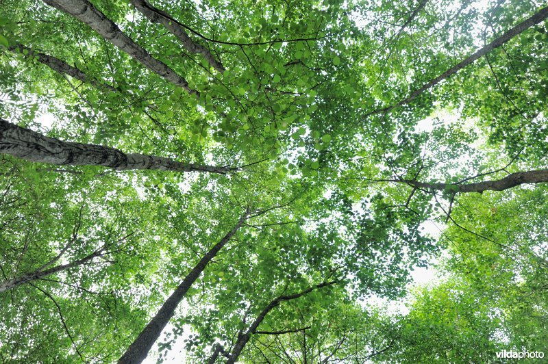 Kronendak van Zwarte els