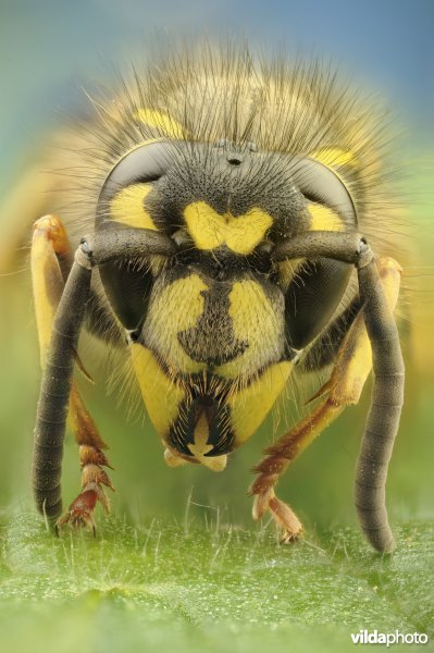 Portret van de Gewone wesp