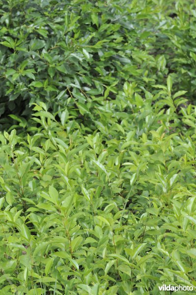 Opslag van Amerikaanse vogelkers