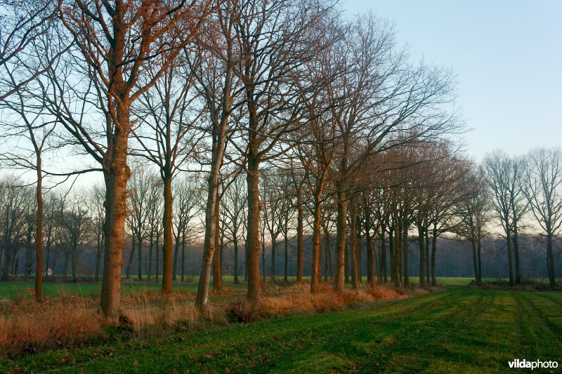 Dreven bij zonsondergang