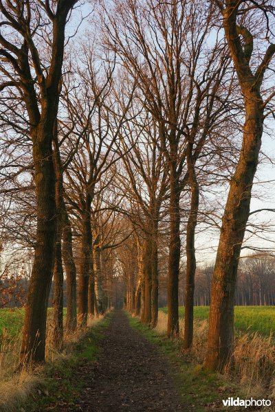 Dreven bij zonsondergang