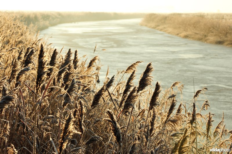 Natuurreservaat Uitkerkse Polders