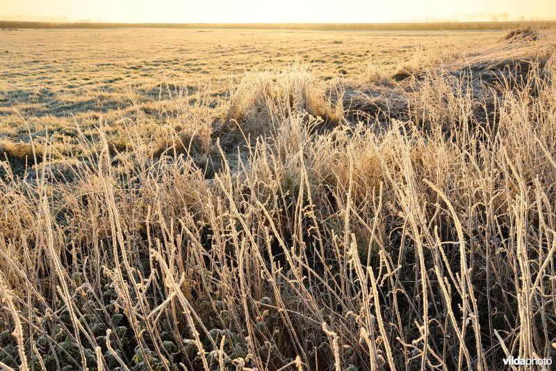 Natuurreservaat Uitkerkse Polders