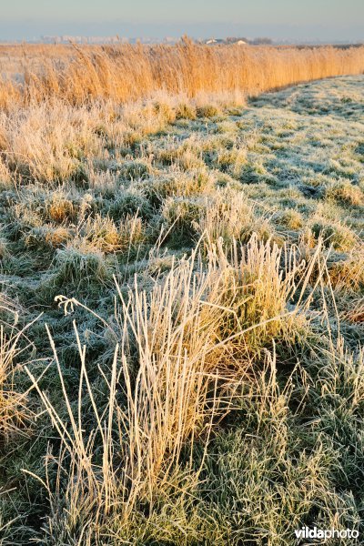 Natuurreservaat Uitkerkse Polders