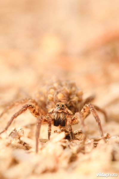 Wolfspin draagt haar kroost, 50-60 jonge spinnetjes, op het achterlichaam