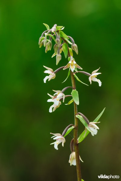 Moeraswespenorchis