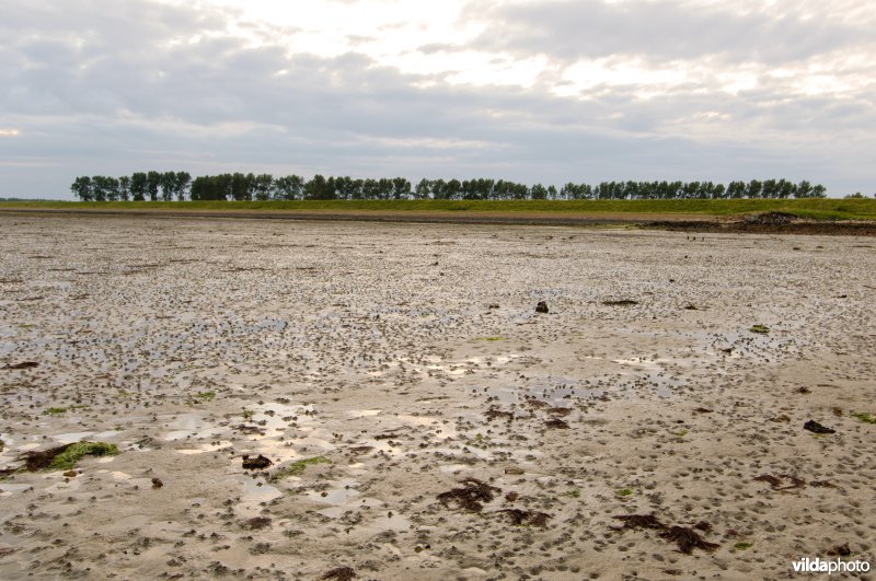 Laag water in de Oosterschelde 