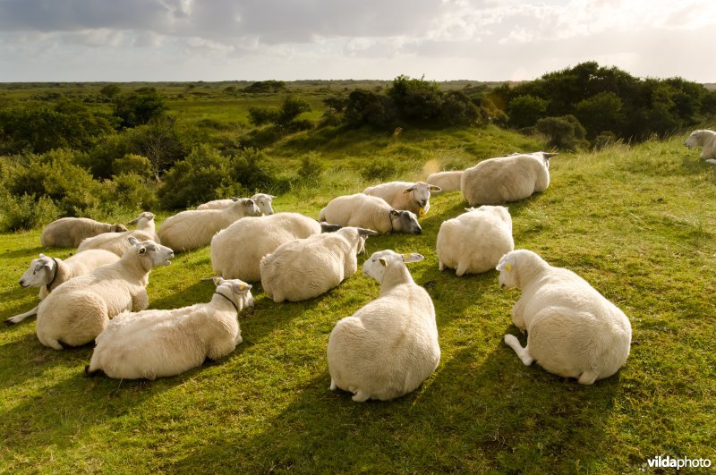 Schapen op Schiermonnikoog