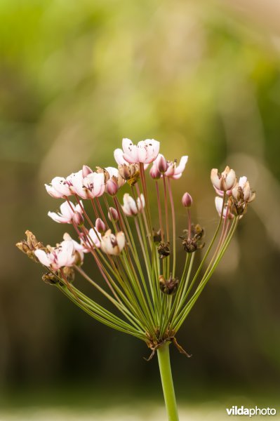 Zwanenbloem in bloei