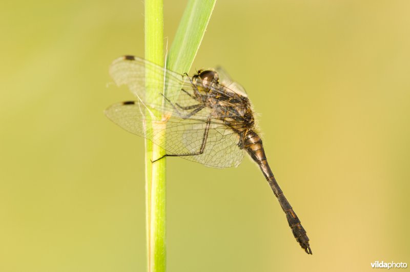 Zwarte heidelibel