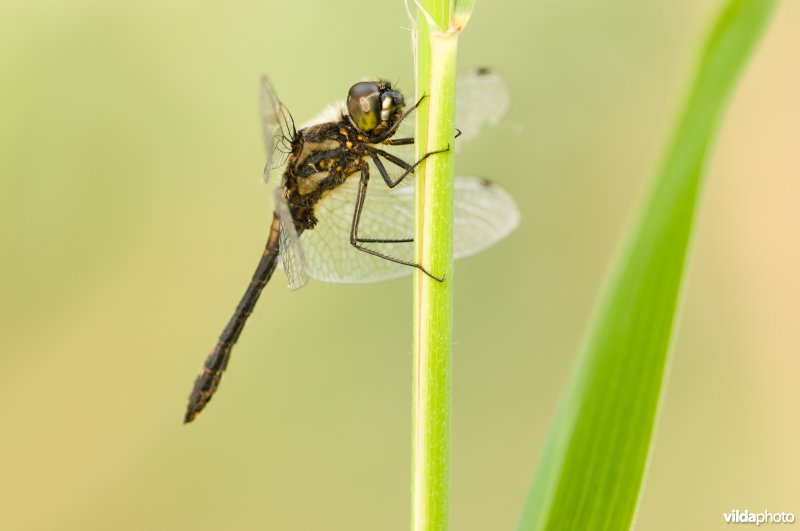 Zwarte heidelibel