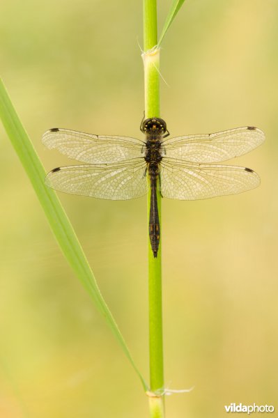 Een libel op een rietgras stengel