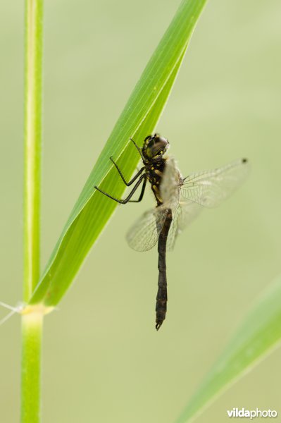 Een libel op een rietgrasstengel