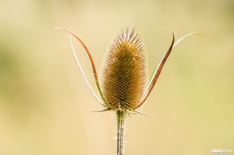 Edelherten in de bronsttijd, NP Veluwezoom