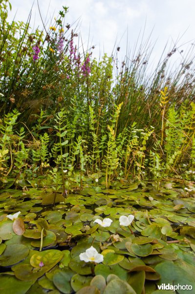 Kikkerbeet en watereppe in een sloot in een laagveenmoeras