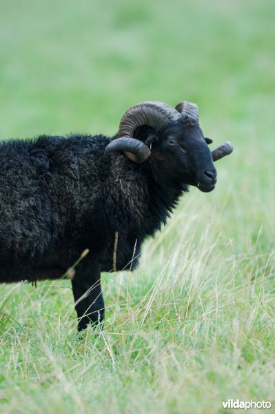 Zwarte ram Drentsch Heideschaap