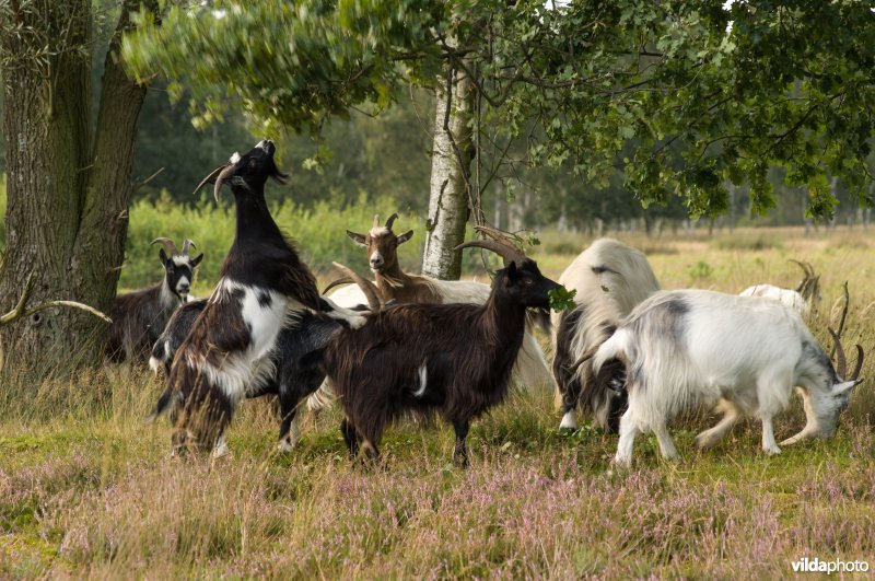 Begrazing met geiten