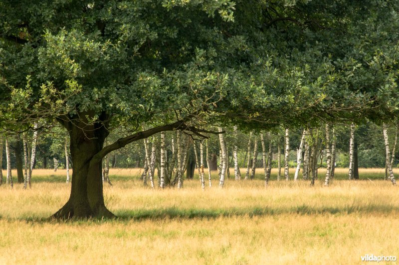 Zoom-Kalmthoutse Heide