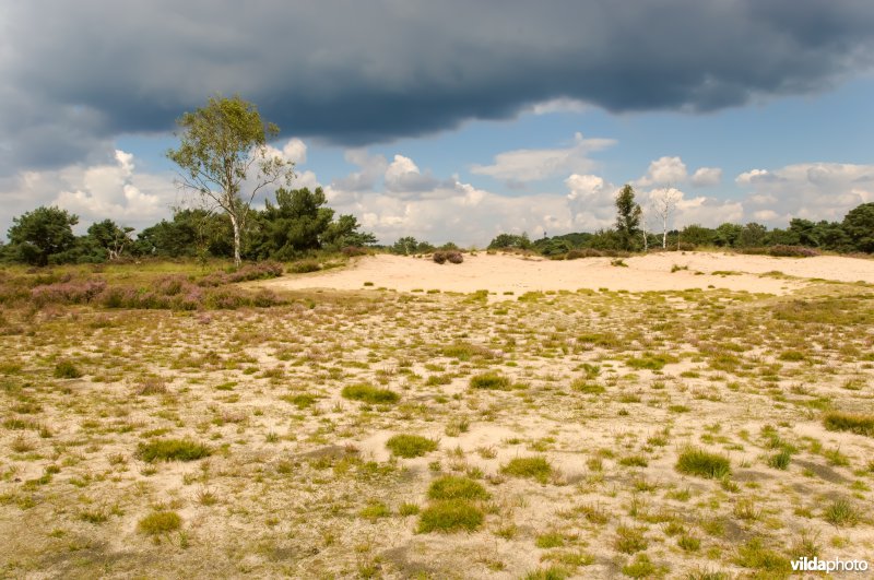 Zandverstuivingslandschap in de Kalmthoutse Heide