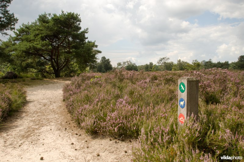 Zoom-Kalmthoutse Heide