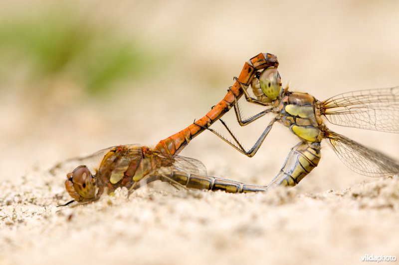 Parende heidelibellen zitten op de grond