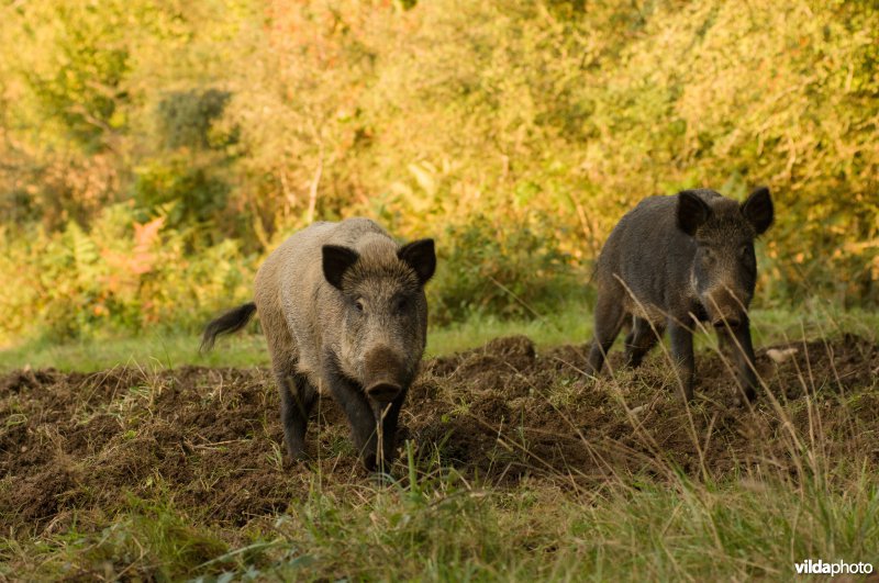 Wilde zwijnen op zoek naar eikels in bosrand