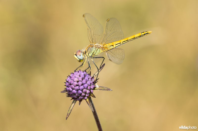 Zwervende heidelibel (Sympetrum fonscolombii)