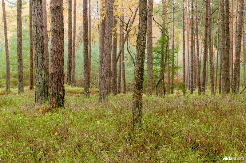 Dennenbos op de Veluwe