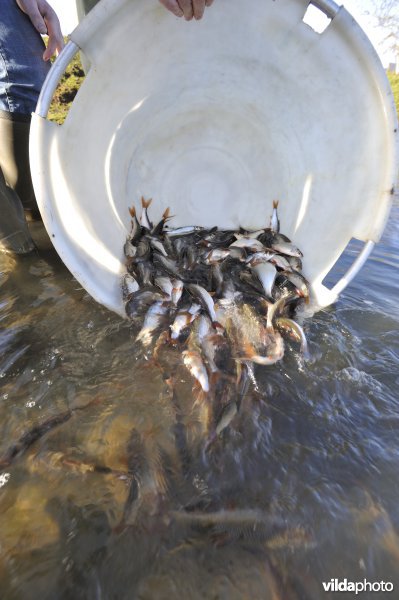 Uitzetting van blankvoorn