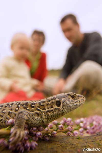 Een gezin met kind kijkt naar een zandhagedis; een zandhagedis kijkt naar wandelaars