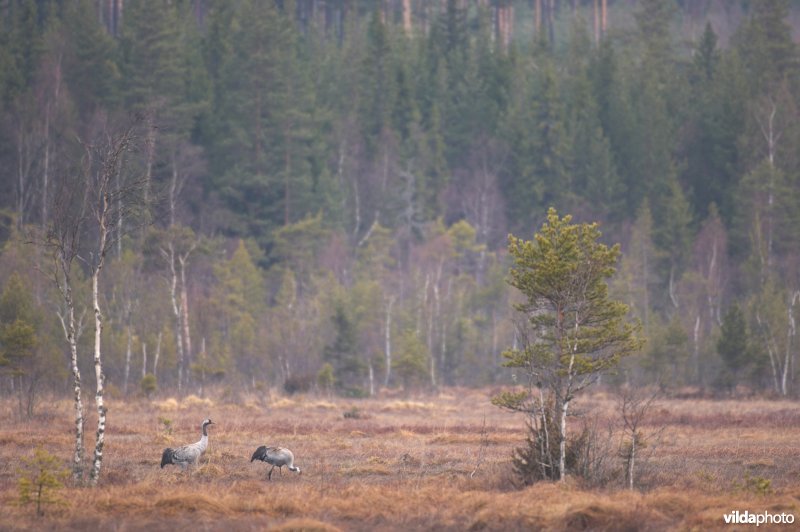 Kraanvogelkoppel in broedgebied