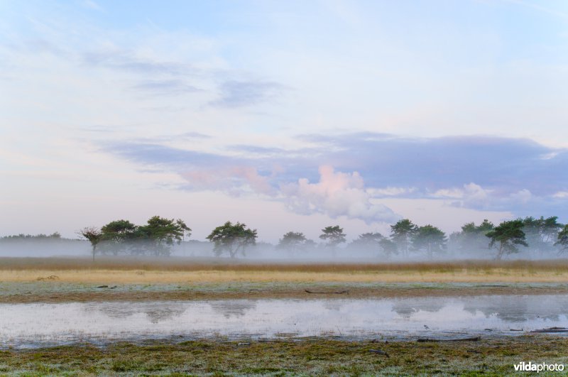 Ochtendnevels op de Kalmthoutse Heide