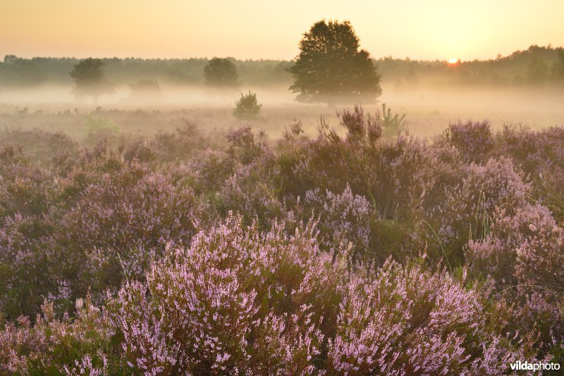 Tenhaagdoornheide