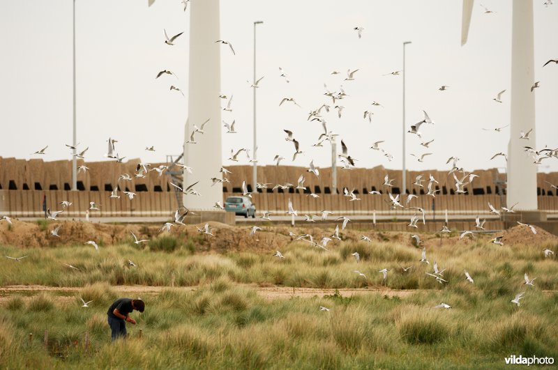 Onderzoeker in Grote sternenkolonie