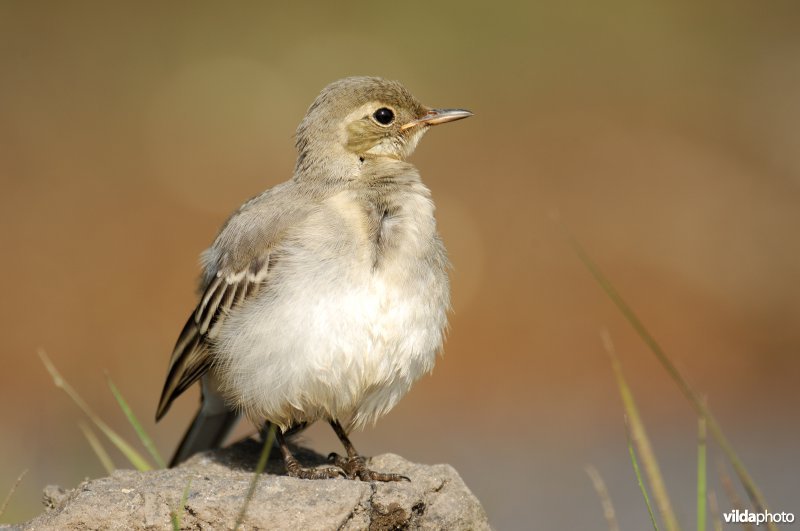 Juveniele Witte kwikstaart