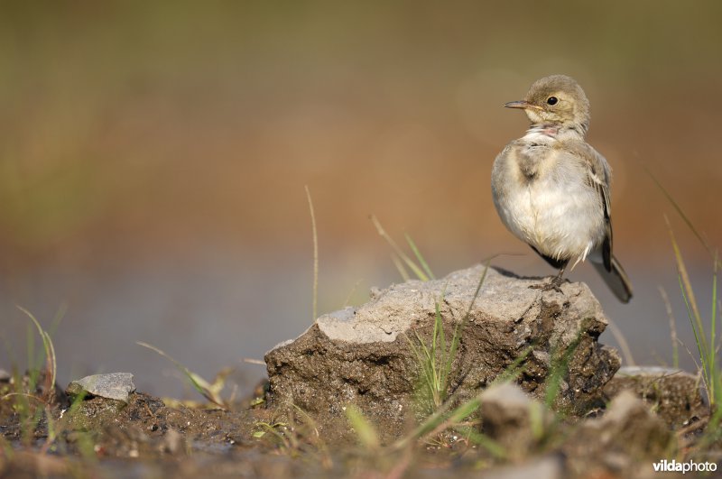 Juveniele Witte kwikstaart