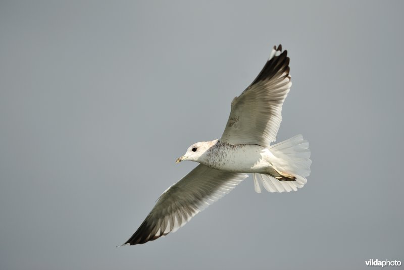 Stormmeeuw in vlucht